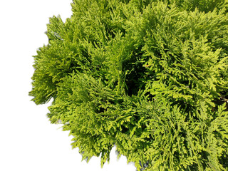 Closeup view of Juniperus sabina. Savin