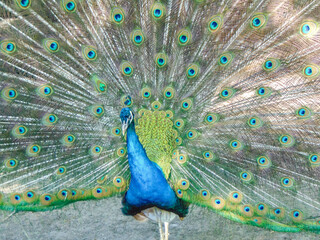 Obraz premium A peacock with colorful feathers. Peacock with open feathers