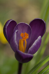 Purple crocus close up