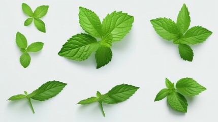 Collection of Fresh Mint Leaves Cut Out - 8K Resolution

