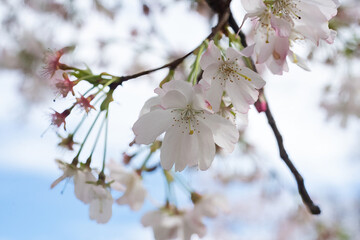 Cherry blossoms in Spring in March