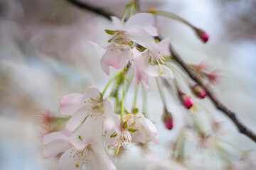 Cherry blossoms in Spring in March