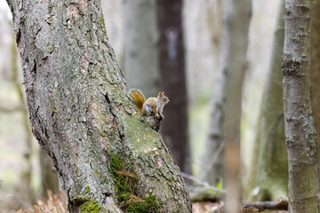 American red squirrel ((Tamiasciurus hudsonicus) known as the pine squirrel, North American red squirrel and chickaree.