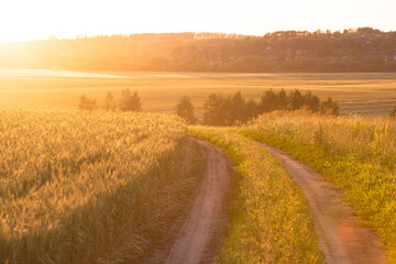 Village road along a wheat field at sunset - 758170516