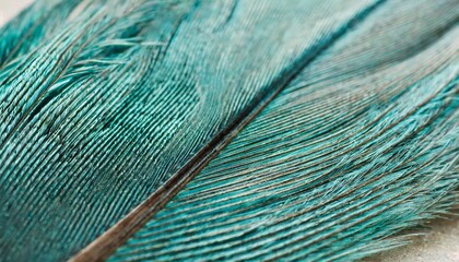 turquoise textured feather close up background