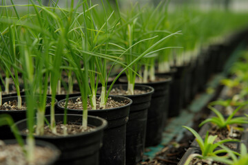 Rows of green onions growing in pots. Copy space