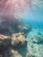 Fototapeta premium Snorkelling off the Caribbean Island of Curacao 