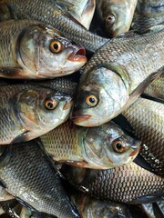 heap of large catla Indian river fish ready for sale after farming in culture pond HD