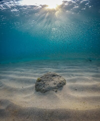 swimming with turtles and fish at sunset on curacao Caribbean island