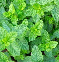 Mint leaves background.