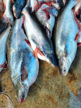 pile of big pangasius sutchi fish ready for sale big shark catfish farming in India HD