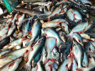 pile of big pangasius sutchi fish ready for sale big shark catfish farming in India HD