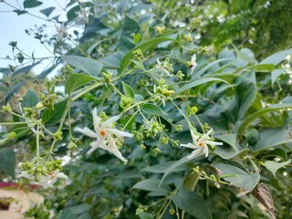 plants in the garden