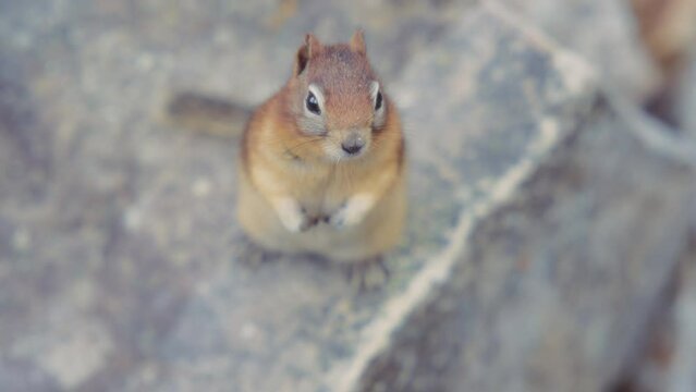 Close up of a little chipmunk standing on a rock. Slow motion. 
