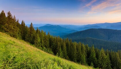 summer evening on the edge of a coniferous forest in the mountains serene green landscape in the carpathian mountains - obrazy, fototapety, plakaty