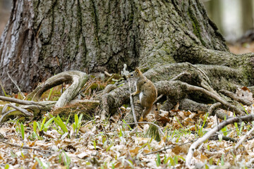 American red squirrel ((Tamiasciurus hudsonicus) known as the pine squirrel, North American red squirrel and chickaree.