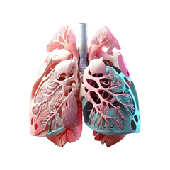 3D human lungs illustration on PNG transparent background