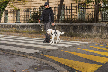 Guide dog helping a visually impaired man to cross the street at the pedestrian crossing. Concepts...