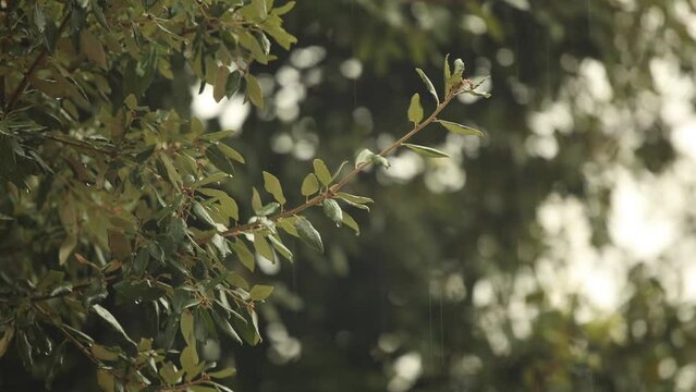 bellissima ripresa video che mostra dei rami coperti da foglie verdi in primo piano, bagnati dalla pioggia mentre cade dal cielo, di giorno, con sullo sfondo una vegetazione sfocata con effetto bokeh