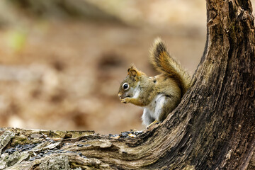 American red squirrel ((Tamiasciurus hudsonicus) known as the pine squirrel, North American red squirrel and chickaree.