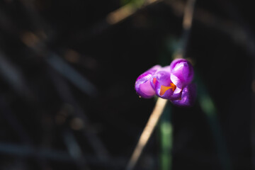 ripresa macro dall'alto di un fiore viola (crocco) illuminato dal sole su sfondo scuro e sfuocato