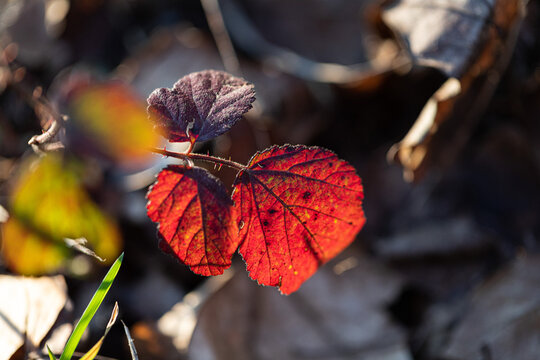 vista macro dei particolari di due foglie rosse di una pianta di rovo in un ambiente naturale, illuminate di mattina da dietro, dalla luce del sole, su sfondo sfuocato che mostra la vegetazione