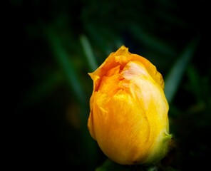 yellow rose bud in dark background with water droplets on the petals