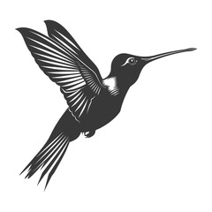 Obraz premium Silhouette Hummingbird fly black color only full body
