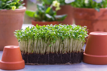 Young cress seedlings on a wooden table