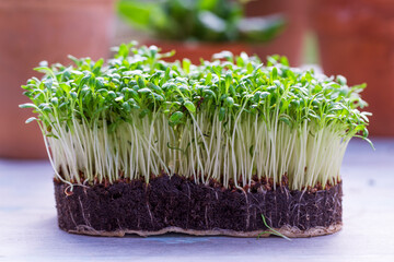 Young cress seedlings on a wooden table