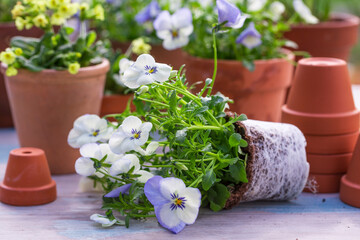 Pansy seedlings and bulbs of spring flowers 