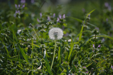 Dandelion close-up in green yard during spring season in Texas. - 758190152