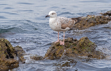 big seagull on a rock in the sea