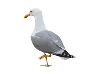 Obraz premium White and grey seagull