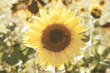 Sunflower in bloom closeup for joy in flower crop during summer season. - 758190949