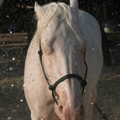 Paint horse getting bath on farm with water droplets over elegant animal head. - 758191117