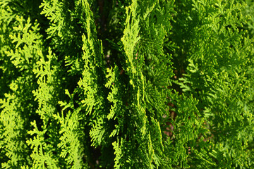 Beautiful bright green background, large thuja bushes, wide leaves and unusual branches.