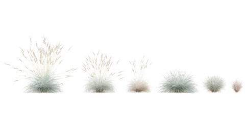 Isolated Blue oat grass on a white background