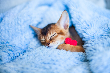 Little red kitten sleeping on blue plush blanket hugging red heart. Concept of love, St. Valentines day, sweet dreams, love and tenderness concept. Selective focus.