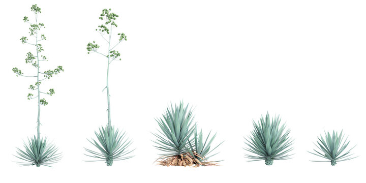 Jungle Agave-rhodacantha trees shapes cutout 3d render