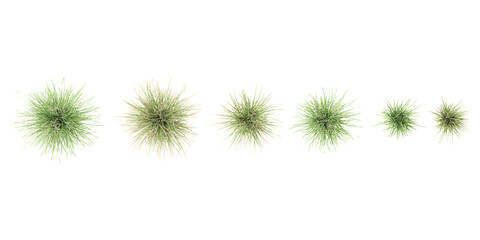 Obraz premium Jungle Tufted hair grass cutout 3d render png set of top view