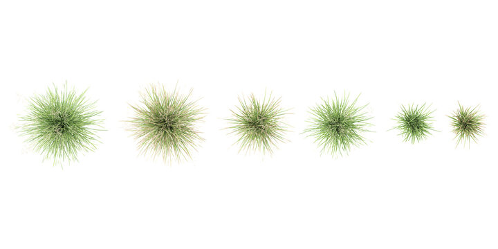Jungle Tufted hair grass cutout 3d render png set of top view