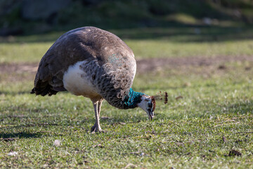 A peacock is standing in a grassy field. The bird has a blue head and a brown body