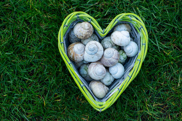 Empty snail shells in a heart-shaped basket - 758194596