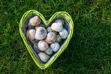 Empty snail shells in a heart-shaped basket - 758195356