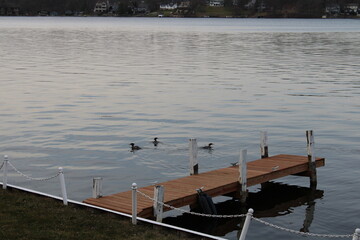 Obraz premium Ducks on the lake