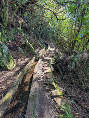Idyllic Levada walk in ancient subtropical Laurissilva forest of Fanal, Madeira island, Portugal, Europe. Water irrigation channel and footpath along evergreen laurel trees and green fern vegetation