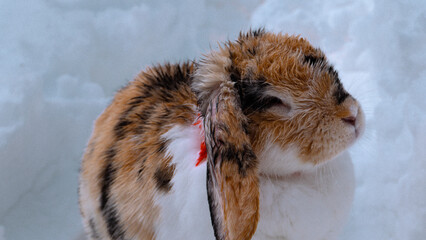 Cute Bunny