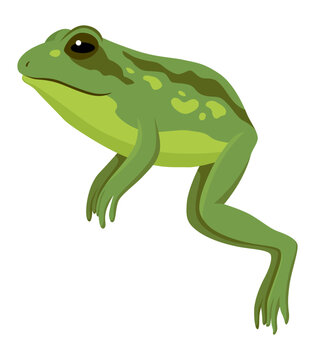 Frog jumping animation icon. Sequences or footage for motion design. Cartoon toad jumping, animal movement concept. Frog leap sequence, vector illustration
