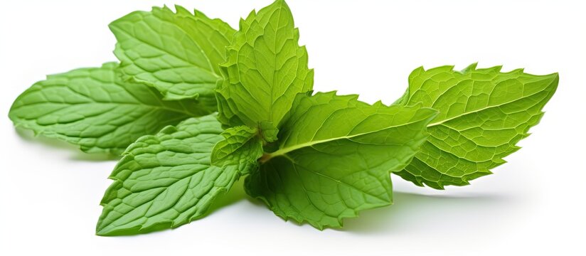 Vibrant Green Fresh Mint Leaves on Clean White Background for Culinary Design Projects